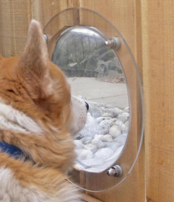 Pet Fence Window lets your dog or cat peek through the fence.