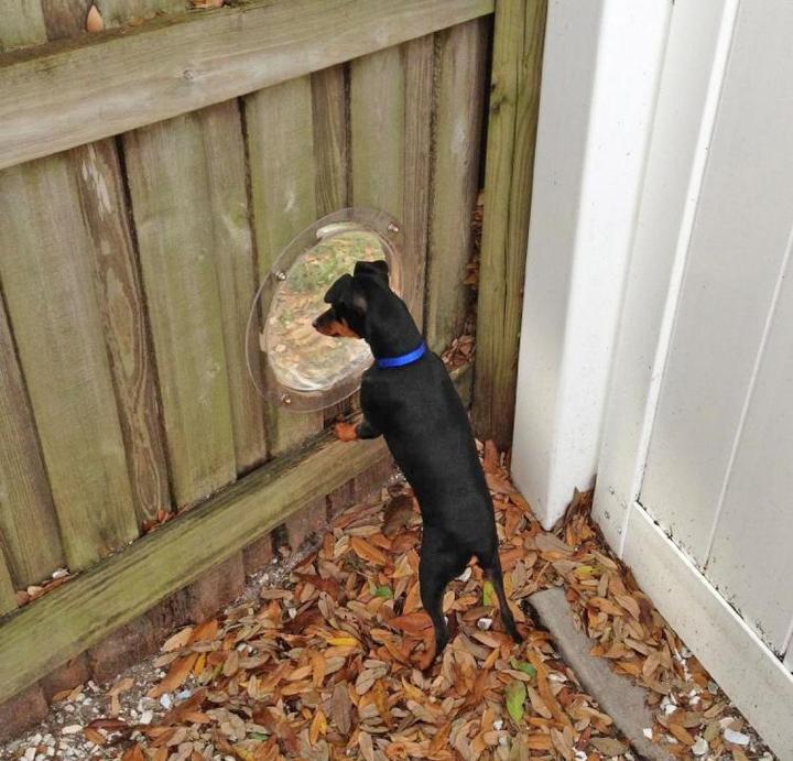 Pet Fence Window lets your dog or cat peek through the fence.